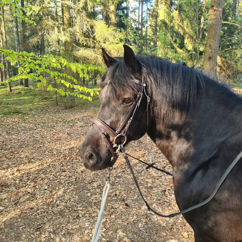 Mindfulness tur i skogen med häst