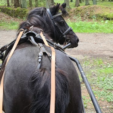 Ridterapi i Ponnyrokard – En Harmonisk Upplevelse för Kropp och Själ