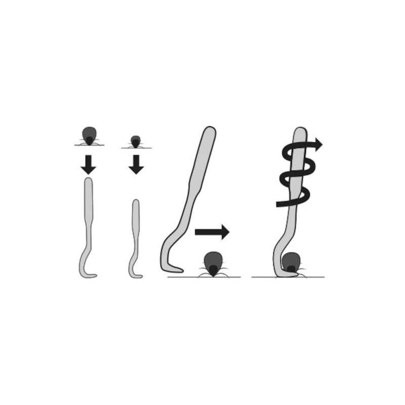 Fästingplockare Tick Tweezers