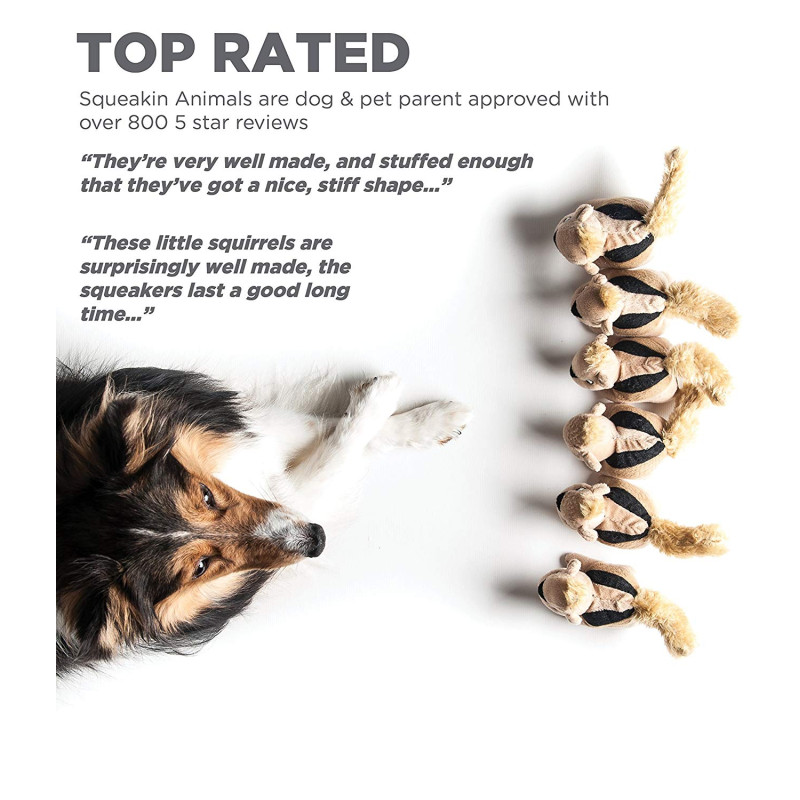 Squeaking Squirrels - Refill