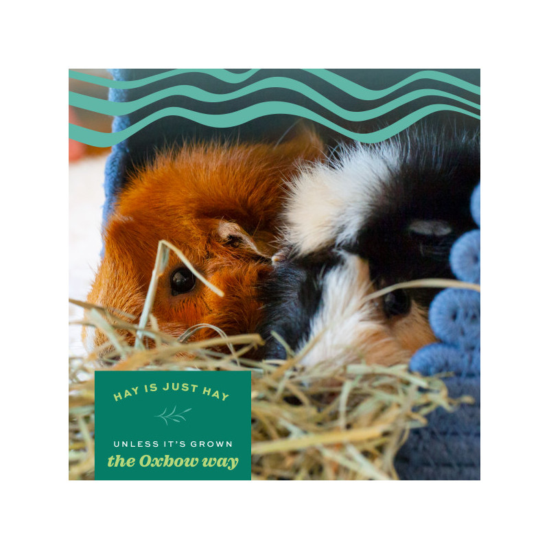 Hö orchard grass - 4.08 kg