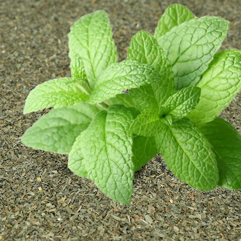 Torkad krossad Pepparmynta - Storlek : 300g