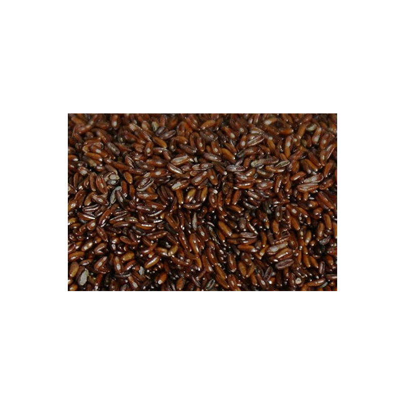 Svarta Loppfrö Plantago