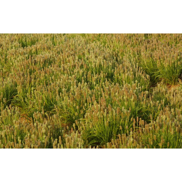 Allt du vill veta om ljus Loppfrö och mörka loppfrö