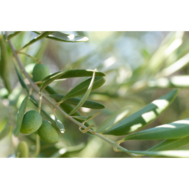 Olivblad hackade obesprutade