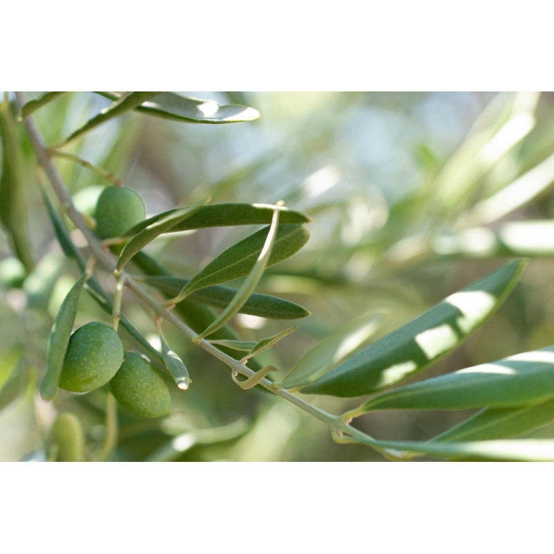 Olivblad hackade obesprutade