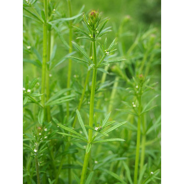 Snärjmåra Hackad  (Galium aparine)