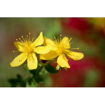 Johannesört – Torkad ört