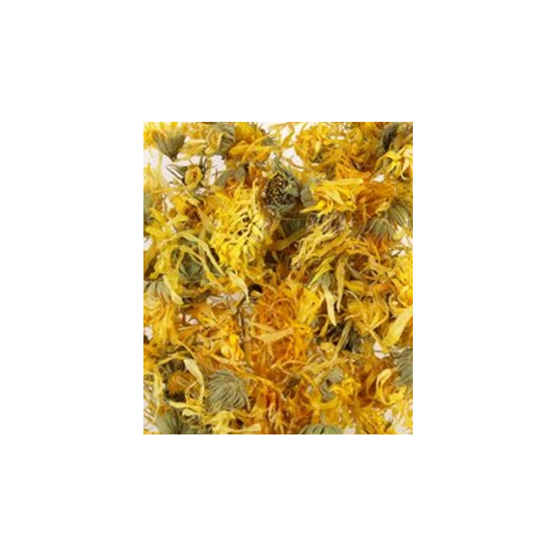 Ringblomma BLOMHUVUD (Calendula officinalis) – En traditionellt använd ört