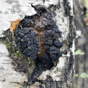 Sprängticka (Chaga) 50 g