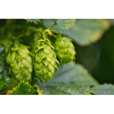 Bayersk torkad humle – Humulus lupulus av högsta kvalitet