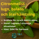 Citronmeliss – Hackade, obesprutade blad från Hjärtansfröjd (Melissa officinalis)