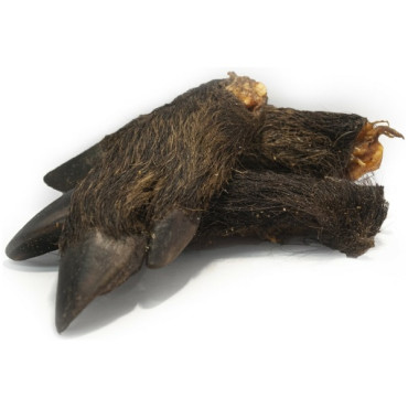 VILDSVINSFOT I HALVOR 10ST