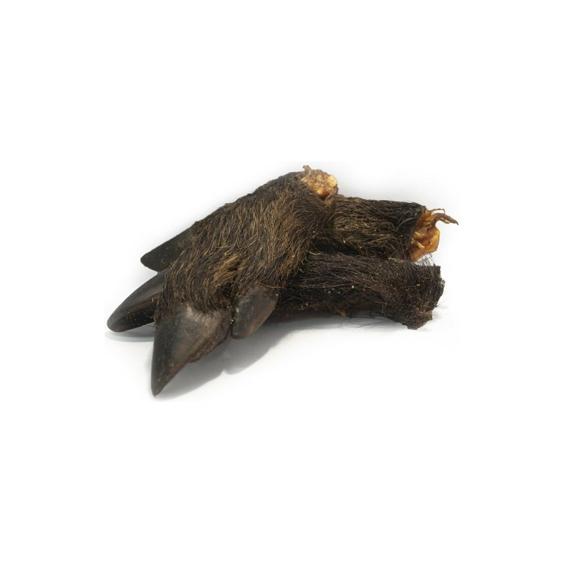 VILDSVINSFOT I HALVOR 10ST