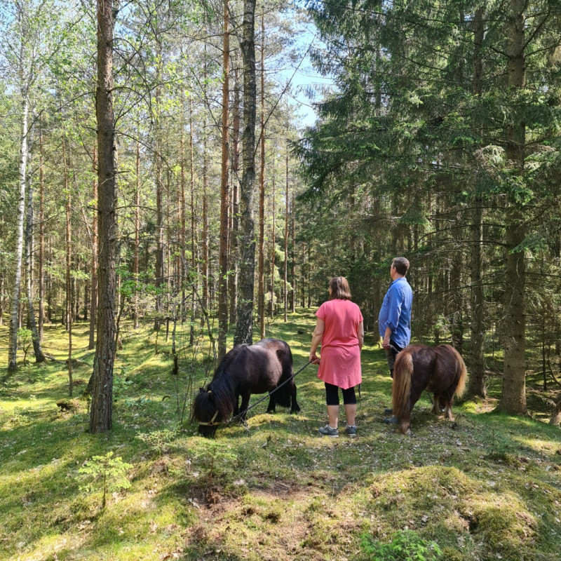 Skogsbad med Häst eller Ponny – En Helande Upplevelse i Naturen
