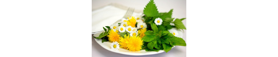 Rena örter – naturligt stöd för kropp, sinne och själ