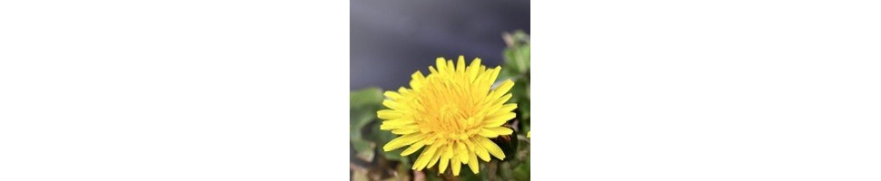 Maskros: Njut av hälsa och välbefinnande för människor och djur