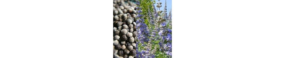 Munkpeppar - Naturligt stöd för balans och välbefinnande