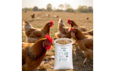 Fullfoder eller kompletteringsfoder till höns – komplett guide