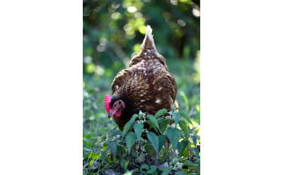 Brännässla till höns – varför torkad nässla är bäst