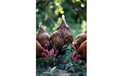 Vad ska höns äta? Komplett guide till rätt foder