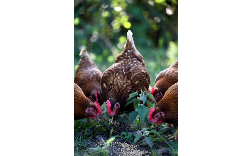 Vad ska höns äta? Komplett guide till rätt foder