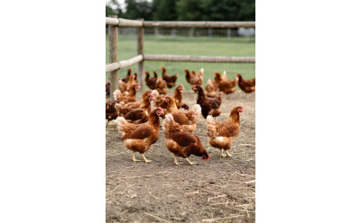 Bästa fodret till värphöns – guide