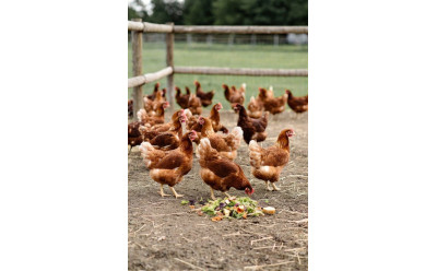 Kan höns äta köksrester? Regler, risker och bästa alternativ