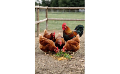 Bästa fodret för höns