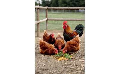 Hur ofta ska man mata höns?