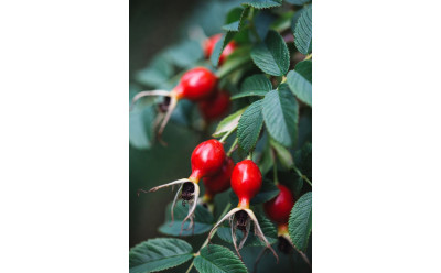 Vad är nyponpulver? Guide till innehåll och användning