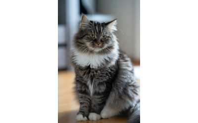 Symptom på njursjukdom hos katt – tidiga tecken