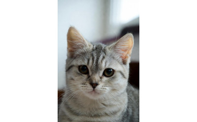 Hur märker man att en katt har njurproblem?