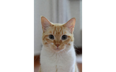 Vad ska en katt med njurproblem äta? Snabba svar