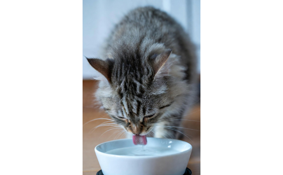 Katt dricker mycket – orsak och vad det kan bero på