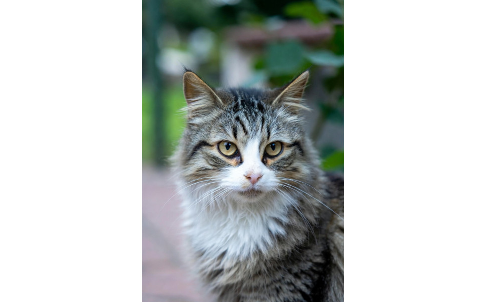 Njursjukdom hos katt – symptom, kost och bästa foder