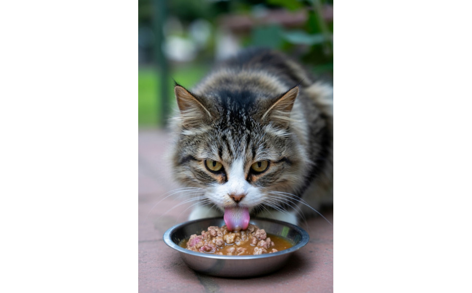 Bästa kattfoder 2026 – guide och jämförelse