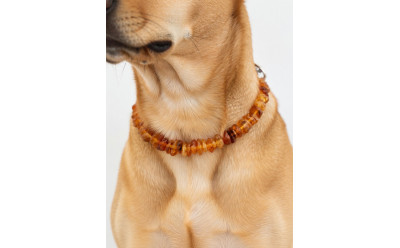 Fungerar bärnstenshalsband mot fästingar? Komplett guide
