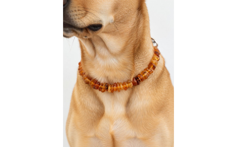 Fungerar bärnstenshalsband mot fästingar? Komplett guide