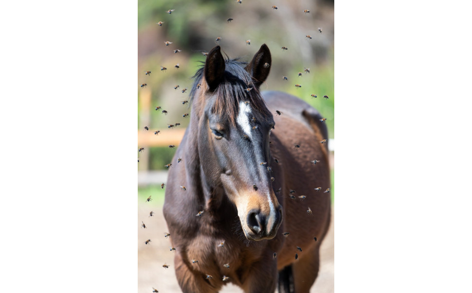 Problem med flugor på häst? Så löser du det