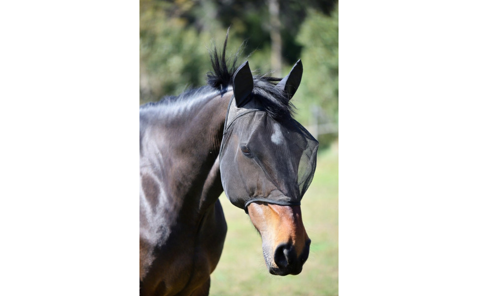 Flugmedel eller flughuva – vad är bäst för häst?