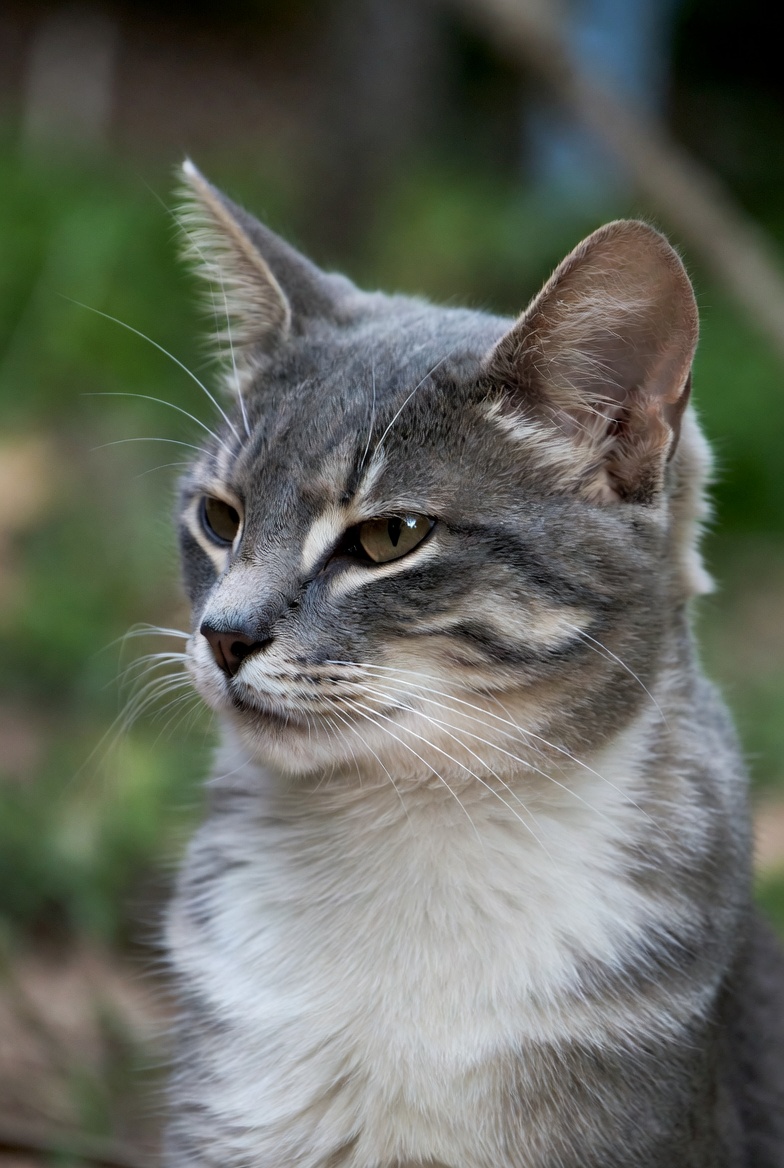 Katt – guider, tips och artiklar om kattfoder & kattvård