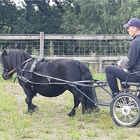 Ridterapi i Ponnyrokard